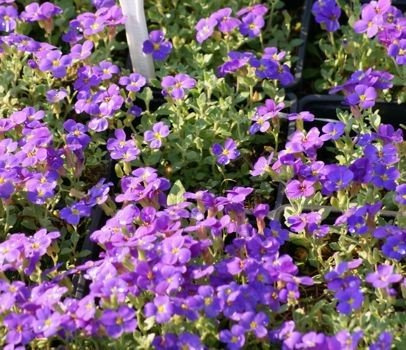 Żagwin Hamburger Stadtpark Aubrieta Hybrida