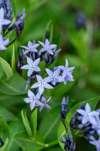 Amsonia nadreńska Blue Ice Amsonia tabernaemontana