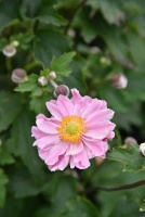 Zawilec Garden Breeze Whirlwind Pink Anemone Hybrida 