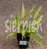 Jeżówka Fountain Red Echinacea 9