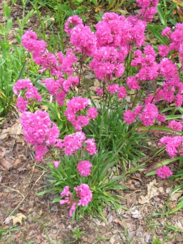 Firletka smółka Plena Lychnis Viscaria 