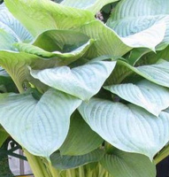 Funkia Empress Wu Hosta 1,5-3l