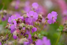 Bodziszek kantabryjski Karmina Geranium cantabrigiense 