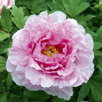 Piwonia drzewiasta Fen er qiao Paeonia suffruticosa 2l