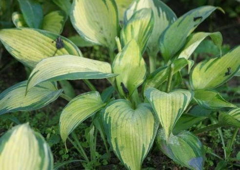Funkia June Hosta 1l