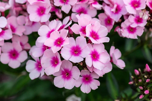 Floks, Płomyk Bright Eyes Phlox Paniculata