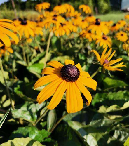 Rudbekia Błyskotliwa Goldstrum Rudbeckia Fulgida 9