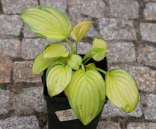 Funkia Stained Glass Hosta 1l