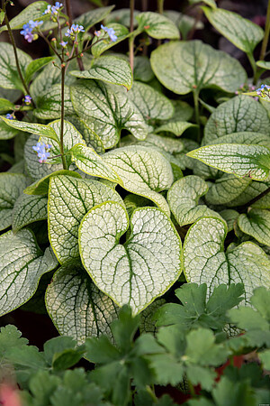 Brunnera wielkolistna Little Heart Brunnera Macrophylla