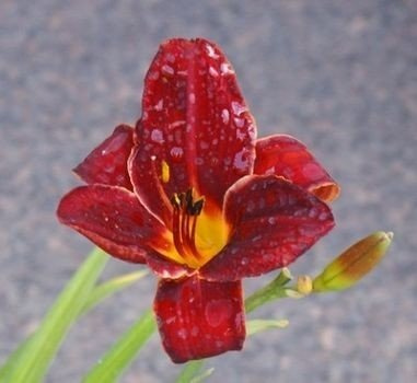 Liliowiec Hey There Hemerocallis