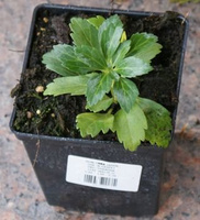 Runianka japońska Green Carpet Pachysandra Terminalis 1l