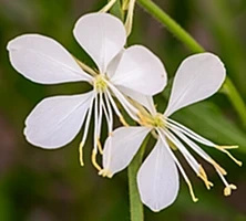 Gaura Snowbird Gaura lindheimeri 1l