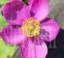 Zawilec Little Summer Breeze Anemone Hybrida 9
