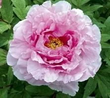 Piwonia drzewiasta Fen er qiao Paeonia suffruticosa 2l