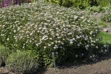 Aster letni Kalimeris wciętolistna Madiva Kalimeris incisa