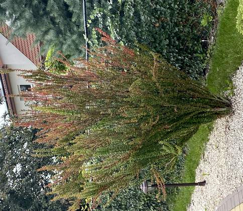 Berberys Thunberga Erecta Berberis Thunbergii 1l