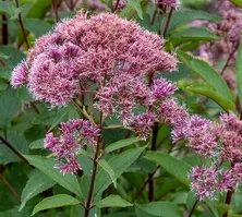 Sadziec plamisty Atropurpureum Eupatorium maculatum 1l
