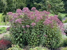 Sadziec plamisty Atropurpureum Eupatorium maculatum 1l