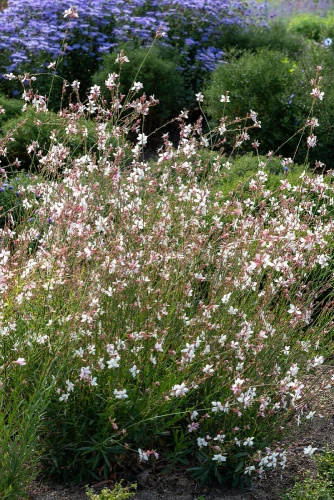 Gaura Gaura lindheimeri