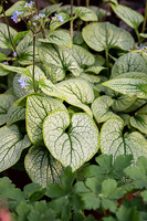 Brunnera wielkolistna Little Heart Brunnera Macrophylla