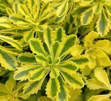 Rozchodnik kamczacki The Edge Sedum kamtschaticum 9