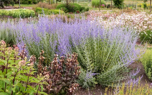 Perowskia Łobodolistna Lacey Blue Perovskia Atriplicifolia 9