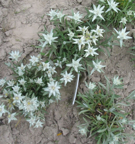 Szarotka alpejska Star of Alps Leontopodium Alpinum