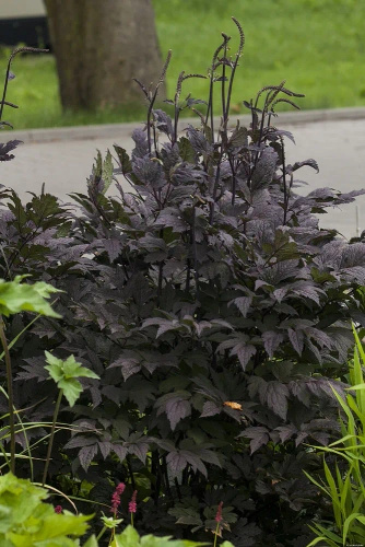 Pluskwica, Świecznica prosta Black Negligee Actaea simplex