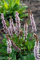 Rdest Donald Lowndes Persicaria affinis 1l