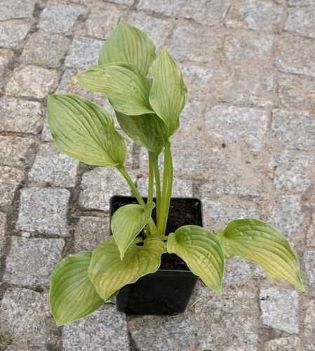 Funkia Sharmon Hosta 1 - 2l