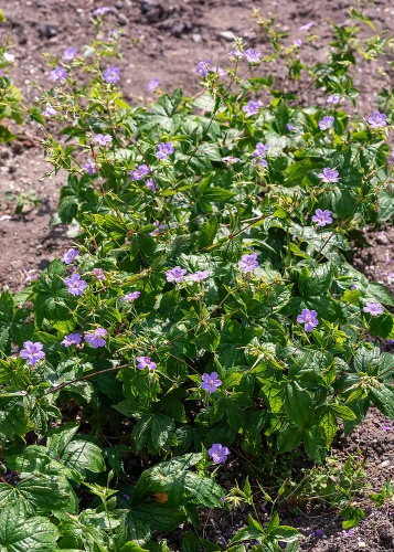 Bodziszek kolankowy Geranium nodosum