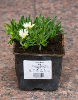 Delosperma Alba Delosperma Congestum