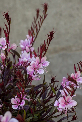 Gaura Passionate Blush Gaura lindheimeri 1l