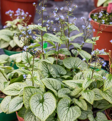 Brunnera wielkolistna Little Heart Brunnera Macrophylla
