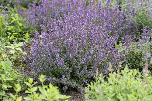 Kocimiętka Purrsian Blue Nepeta 9