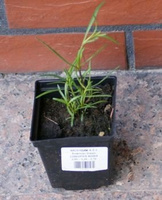 Nachyłek różowy American Dream Coreopsis rosea 9