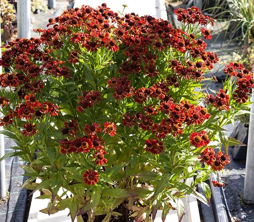 Dzielżan Jesienny Siesta Helenium Autumnale1l