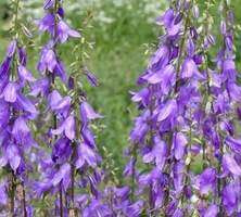 Dzwonek jednostronny Campbell Blue Campanula rapunculoides 9-1l
