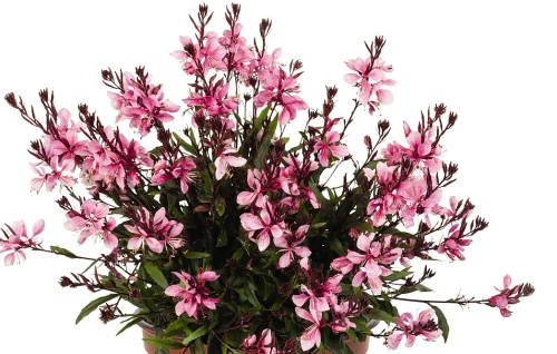 Gaura Graceful Pink Gaura lindheimeri 