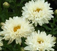 Złocień Wielki Victorian Secret Leucanthemum