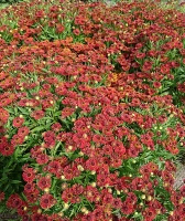 Dzielżan Jesienny Siesta Helenium Autumnale1l