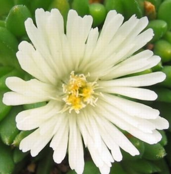 Delosperma Alba Delosperma Congestum