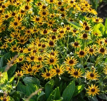 Rudbekia Błyskotliwa Sun Ka Ching Rudbeckia Fulgida
