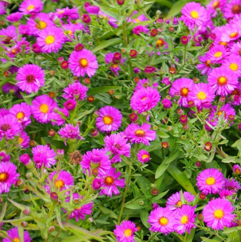 Aster krzaczasty Peter Pan Aster dumosus 9 