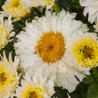 Złocień Wielki Macaroon Leucanthemum Maximum