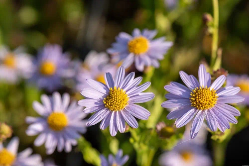 Aster letni Kalimeris wciętolistna 'Blue Star Kalimeris incisa