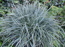 Turzyca prosowata Pamira Carex panicea 1l