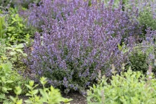 Kocimiętka Purrsian Blue Nepeta 9