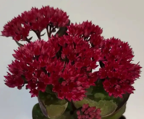 Rozchodnik Thunderhead Sedum