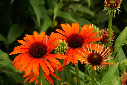 Jeżówka Orange Skipper Echinacea